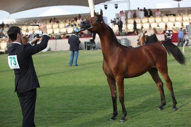 2011 Ajman Arabian Horse Show Day 2