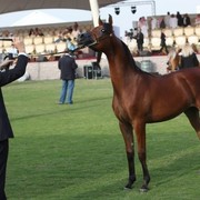 2011 Ajman Arabian Horse Show Day 2