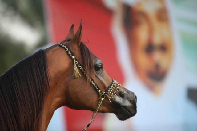 2011 Ajman Arabian Horse Show Day 2