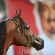 2011 Ajman Arabian Horse Show Day 2