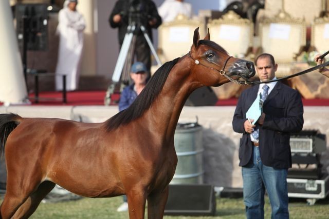 2011 Ajman Arabian Horse Show Day 2