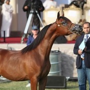 2011 Ajman Arabian Horse Show Day 2