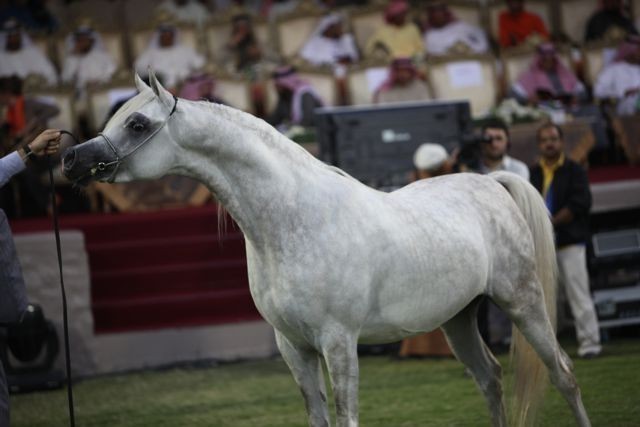 2011 Ajman Arabian Horse Show Day 2