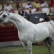 2011 Ajman Arabian Horse Show Day 2