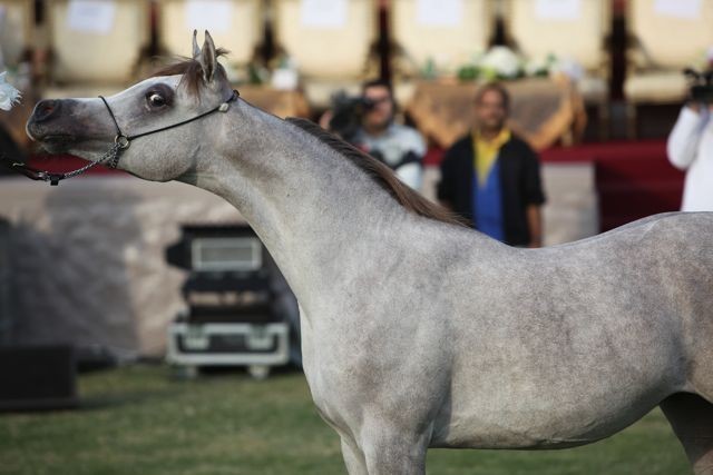 2011 Ajman Arabian Horse Show Day 2