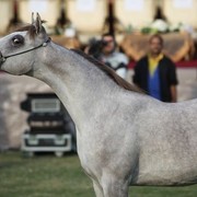 2011 Ajman Arabian Horse Show Day 2
