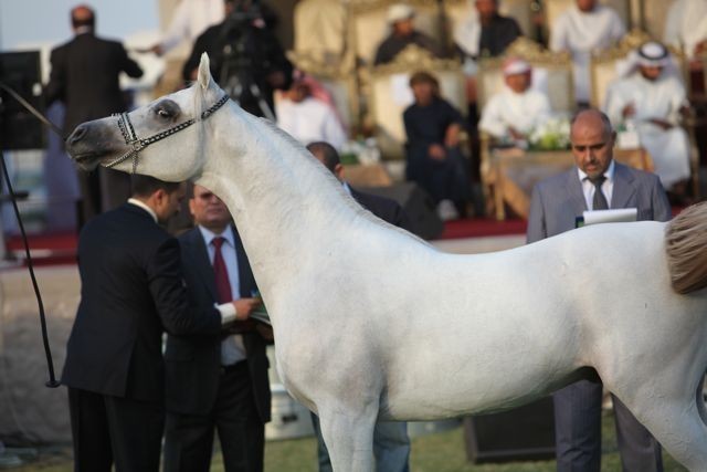 2011 Ajman Arabian Horse Show Day 2