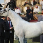 2011 Ajman Arabian Horse Show Day 2