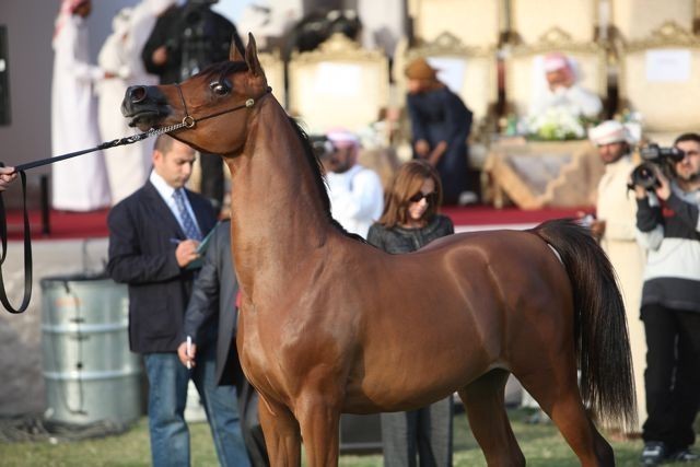 2011 Ajman Arabian Horse Show Day 2