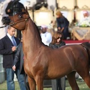 2011 Ajman Arabian Horse Show Day 2