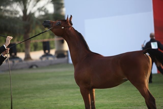 2011 Ajman Arabian Horse Show Day 2