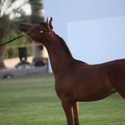 2011 Ajman Arabian Horse Show Day 2