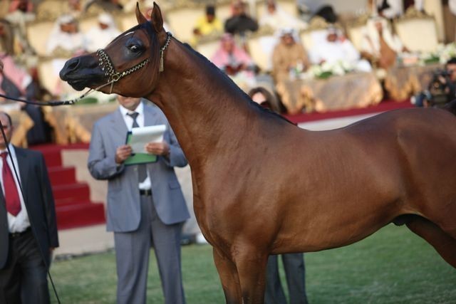 2011 Ajman Arabian Horse Show Day 2