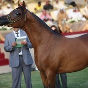 2011 Ajman Arabian Horse Show Day 2