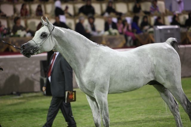 2011 Ajman Arabian Horse Show Day 2