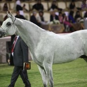 2011 Ajman Arabian Horse Show Day 2