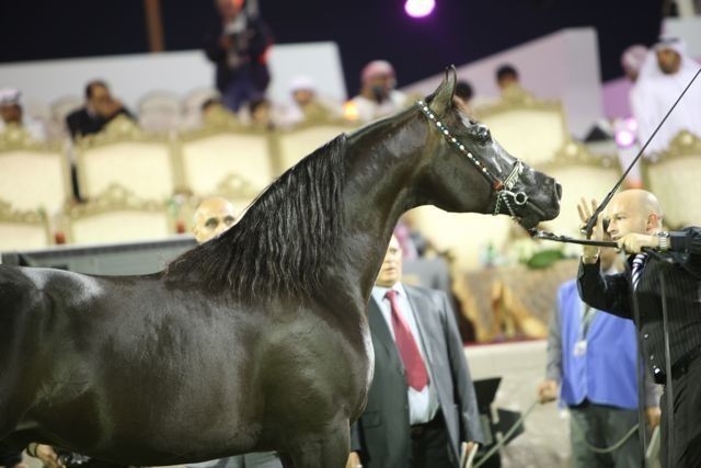 2011 Ajman Arabian Horse Show Day 2