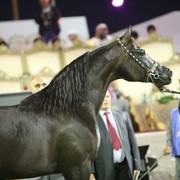 2011 Ajman Arabian Horse Show Day 2