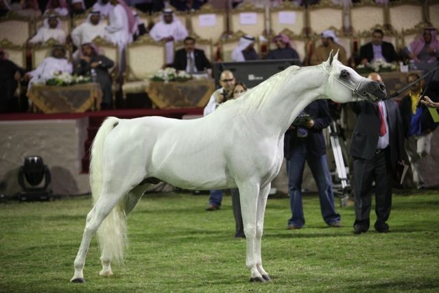 2011 Ajman Arabian Horse Show Day 2