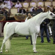 2011 Ajman Arabian Horse Show Day 2