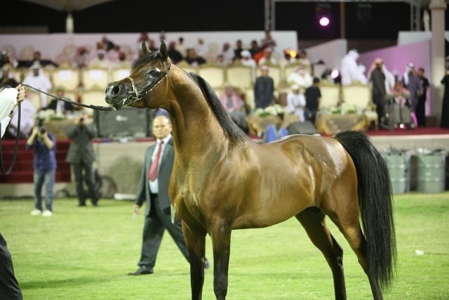2011 Ajman Arabian Horse Show Day 2