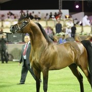 2011 Ajman Arabian Horse Show Day 2