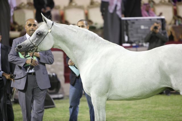 2011 Ajman Arabian Horse Show Day 2