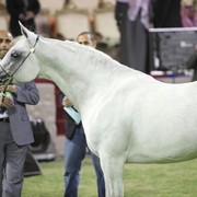 2011 Ajman Arabian Horse Show Day 2