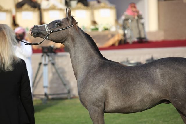 2011 Ajman Arabian Horse Show Day 2