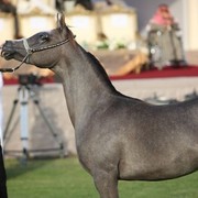 2011 Ajman Arabian Horse Show Day 2