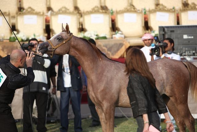 2011 Ajman Arabian Horse Show Day 2