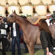 2011 Ajman Arabian Horse Show Day 2