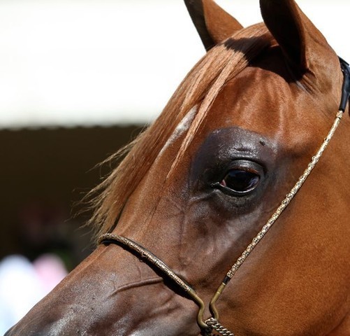 2011 Al Khalediah Arabian Horse Festival - Day 1