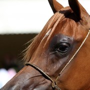2011 Al Khalediah Arabian Horse Festival - Day 1