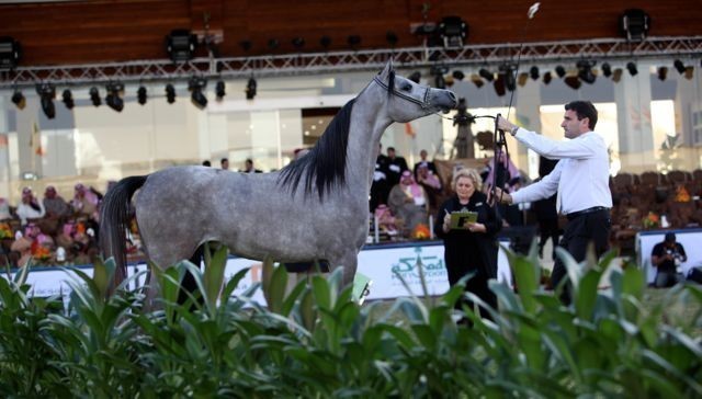 2011 Al Khalediah Arabian Horse Festival - Day 1