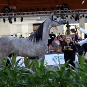 2011 Al Khalediah Arabian Horse Festival - Day 1