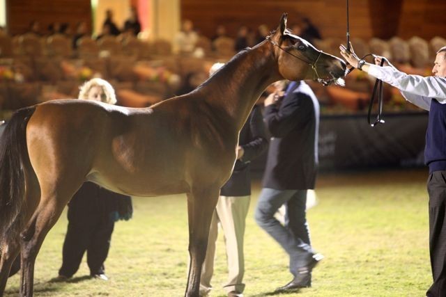 2011 Al Khalediah Arabian Horse Festival - Day 1