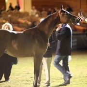 2011 Al Khalediah Arabian Horse Festival - Day 1