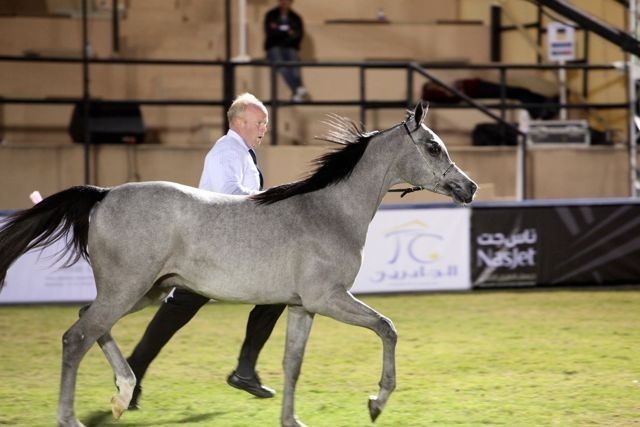 2011 Al Khalediah Arabian Horse Festival - Day 1