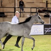 2011 Al Khalediah Arabian Horse Festival - Day 1