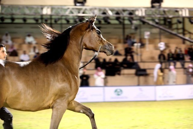 2011 Al Khalediah Arabian Horse Festival - Day 1