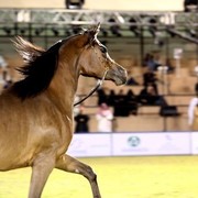 2011 Al Khalediah Arabian Horse Festival - Day 1