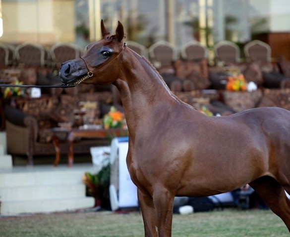 2011 Al Khalediah Arabian Horse Festival - Day 1