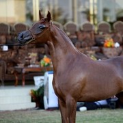 2011 Al Khalediah Arabian Horse Festival - Day 1