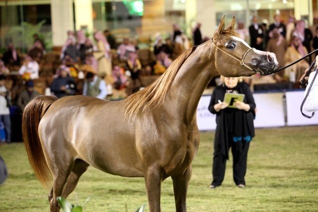 2011 Al Khalediah Arabian Horse Festival - Day 1