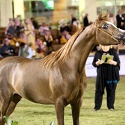 2011 Al Khalediah Arabian Horse Festival - Day 1