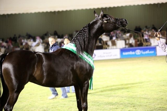 2011 Al Khalediah Arabian Horse Festival - Day 1