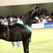 2011 Al Khalediah Arabian Horse Festival - Day 1