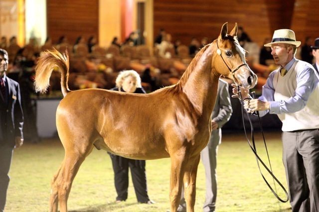 2011 Al Khalediah Arabian Horse Festival - Day 1