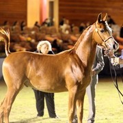 2011 Al Khalediah Arabian Horse Festival - Day 1